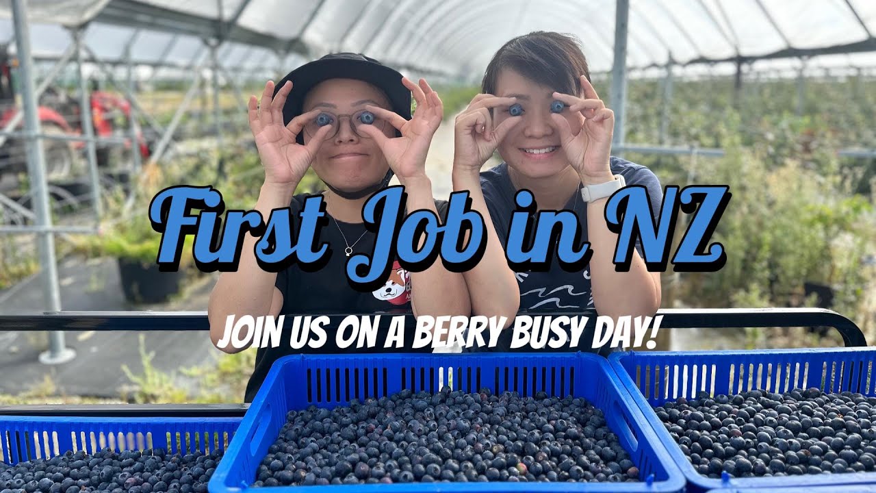Working in New Zealand #1 | A day in a Blueberry orchard | Picking & Housekeeping | 新西兰採蓝莓打工度假日记