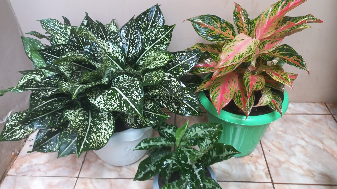 Três aglaonemas lindas e fácil cultivo.  Dicas de substrato e cultivo. 