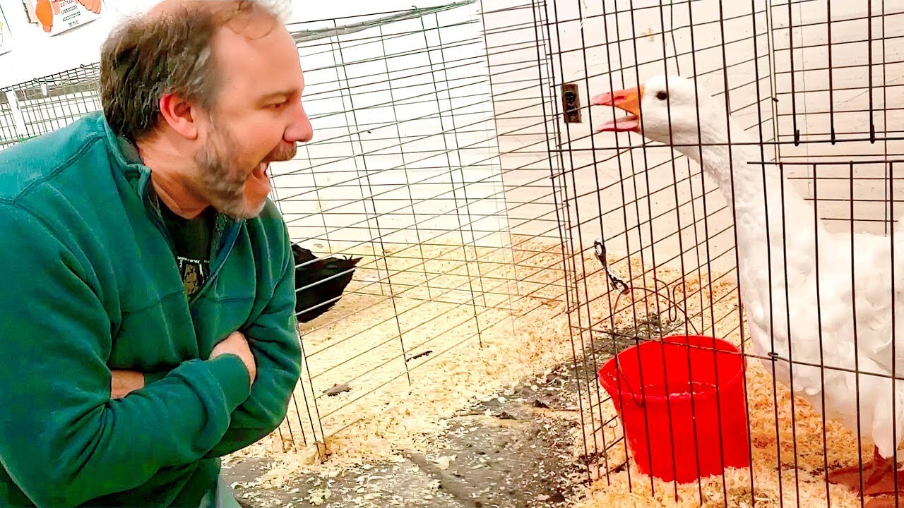 People vs Animals | Try not To Laugh Challenge