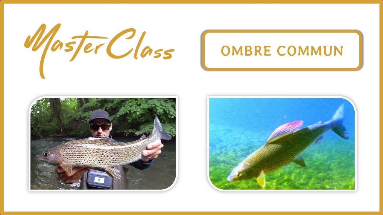 [ MASTERCLASS ] OMBRE COMMUN - Biologie , strat&eacute;gie & p&ecirc;che en nymphe
