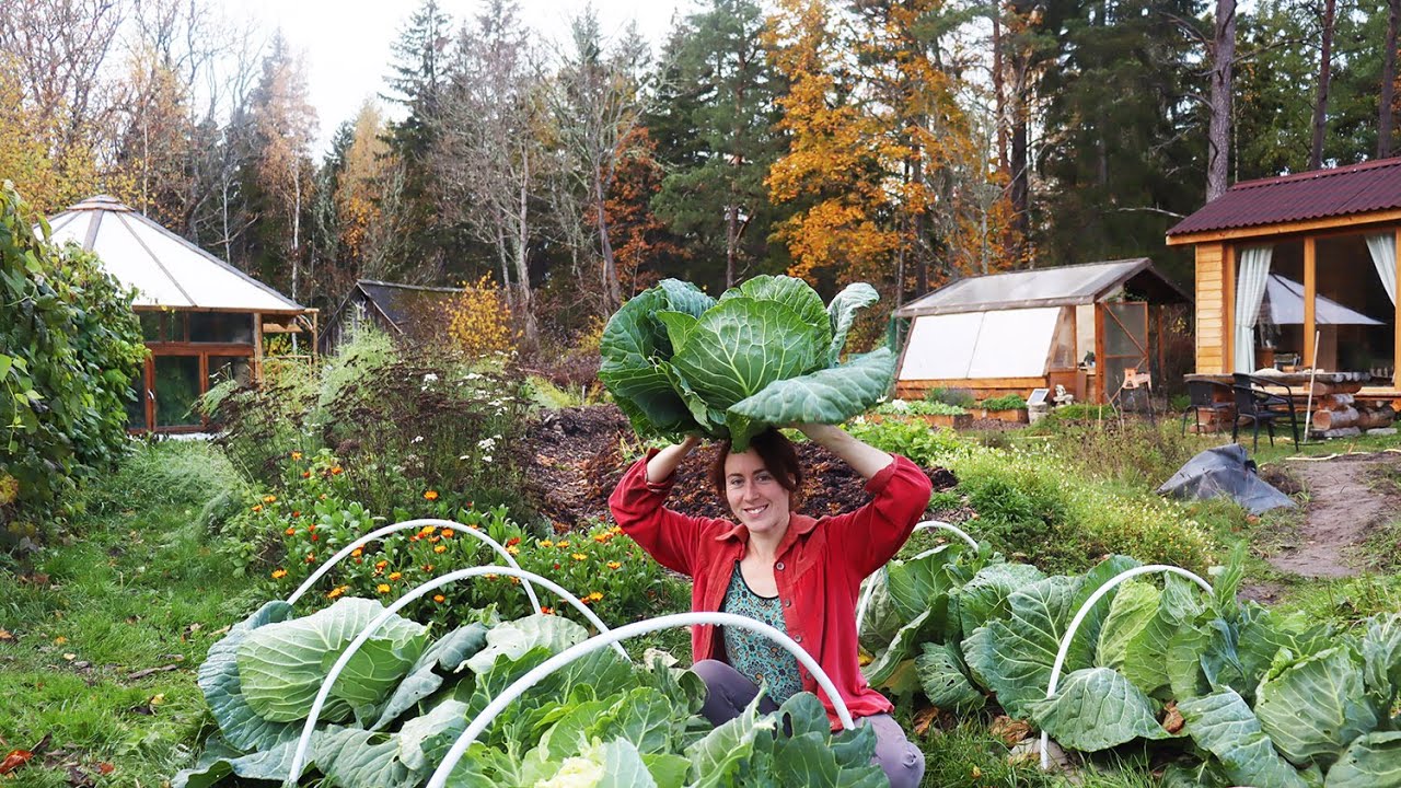 Slow living on an Estonian homestead in autumn | story 26