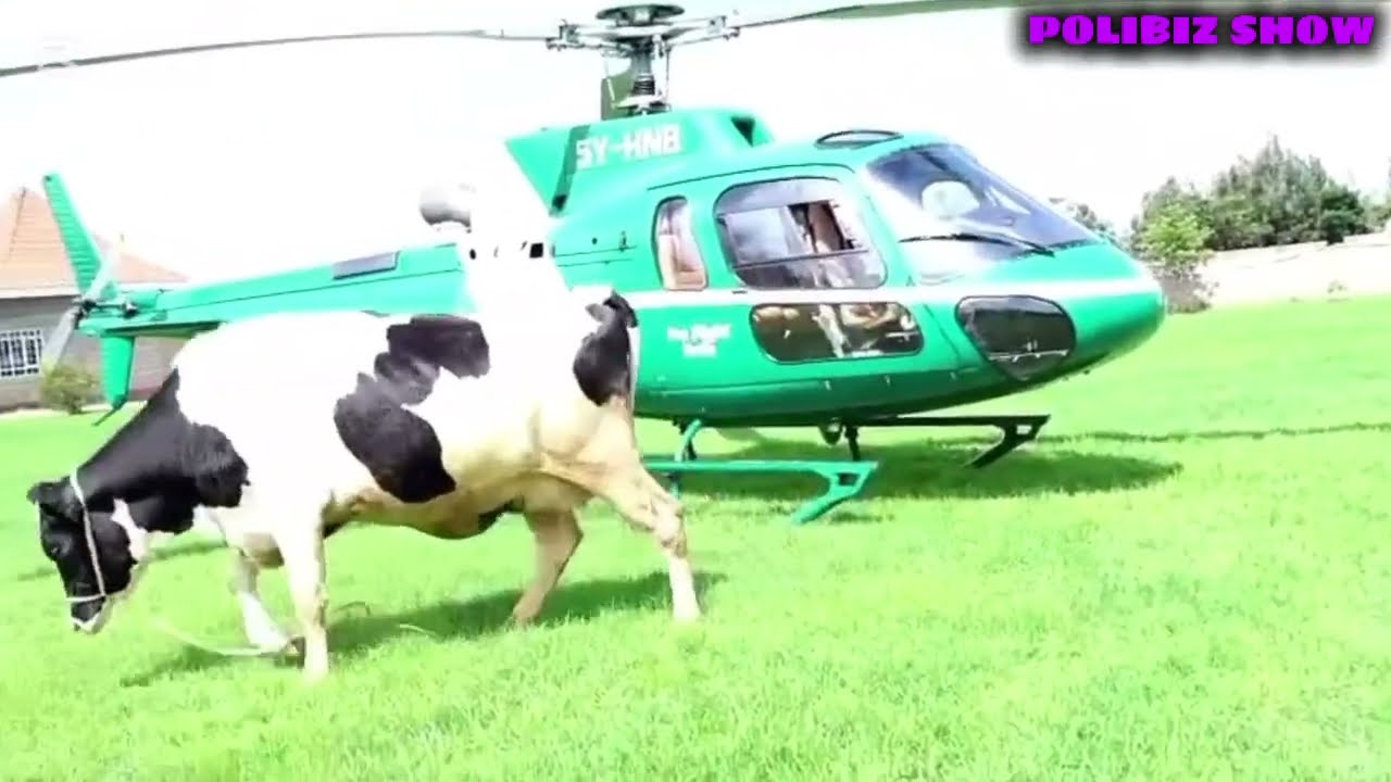 ENKANASA: Inside Ledama Olekina’s Massive Dairy Empire in Narok! 🐄🇰🇪