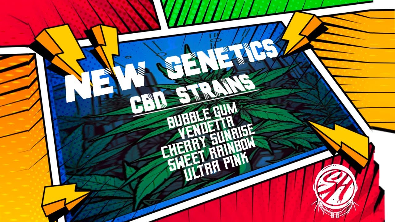 NEW GENETICS-CBD STRAIN