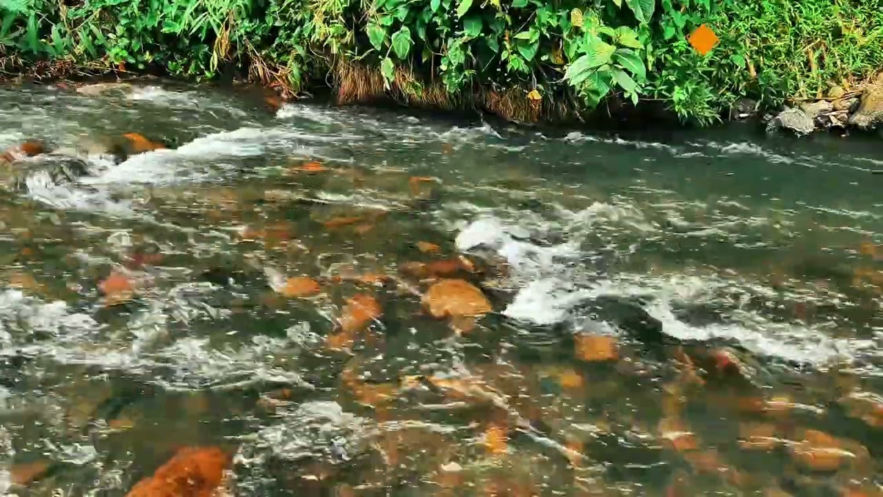 Forest rivers sounds, bird song, calming forest Ambience & beautiful stream for deep sleep, study 