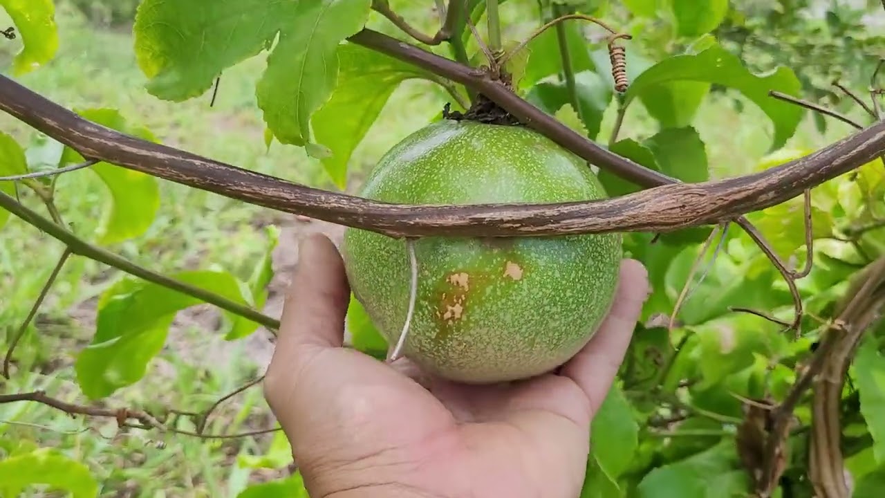 Pomar orgânico familiar. #frutíferas #pomar #agriculturaregenerativa #chácara 