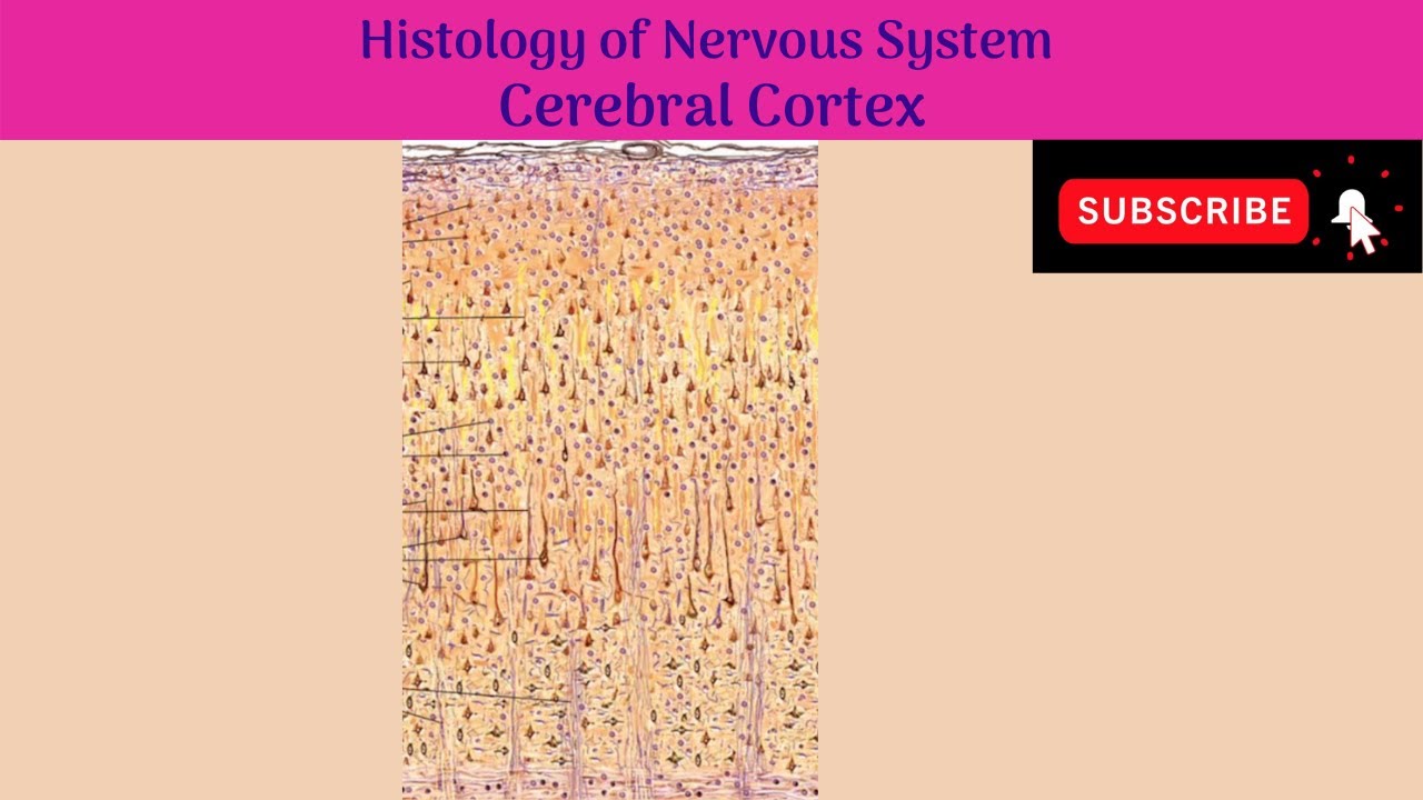 Histology of Cerebral Cortex | Types of Neurons | Laminae | Types of Cerebral Cortex