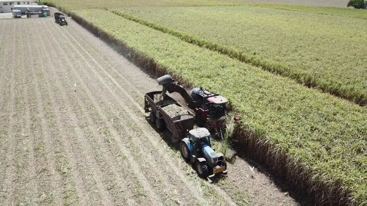 Sugar Cane Harvesting Australia