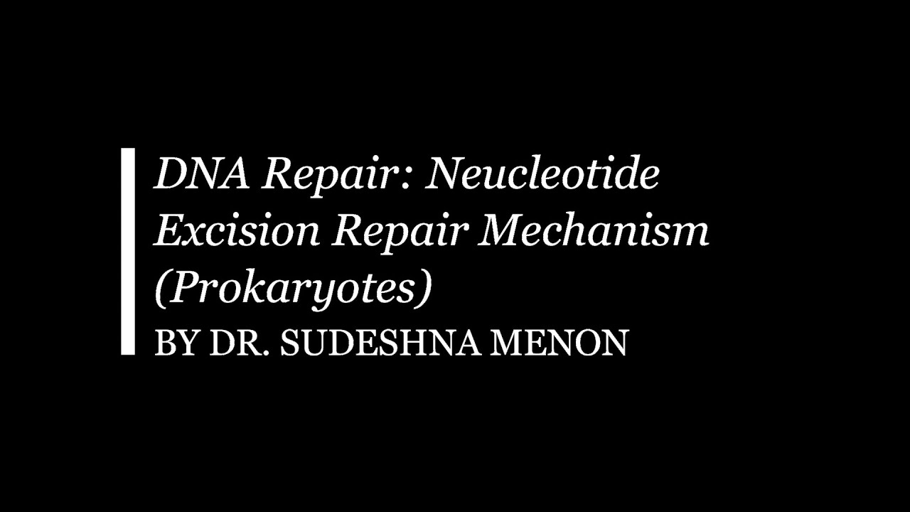 Nucleotide Excision Repair (Prokaryotes)
