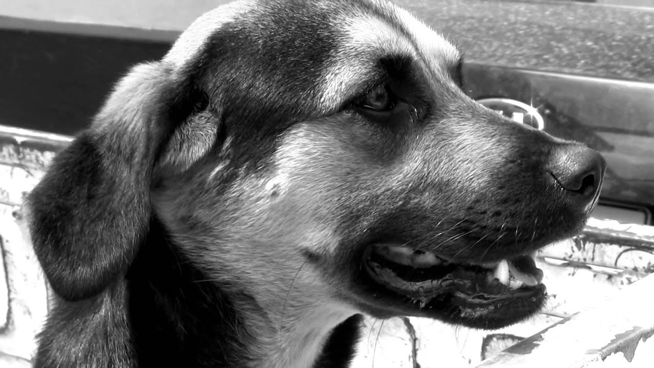 Mi Segunda Oportunidad (Adopta, no compres)