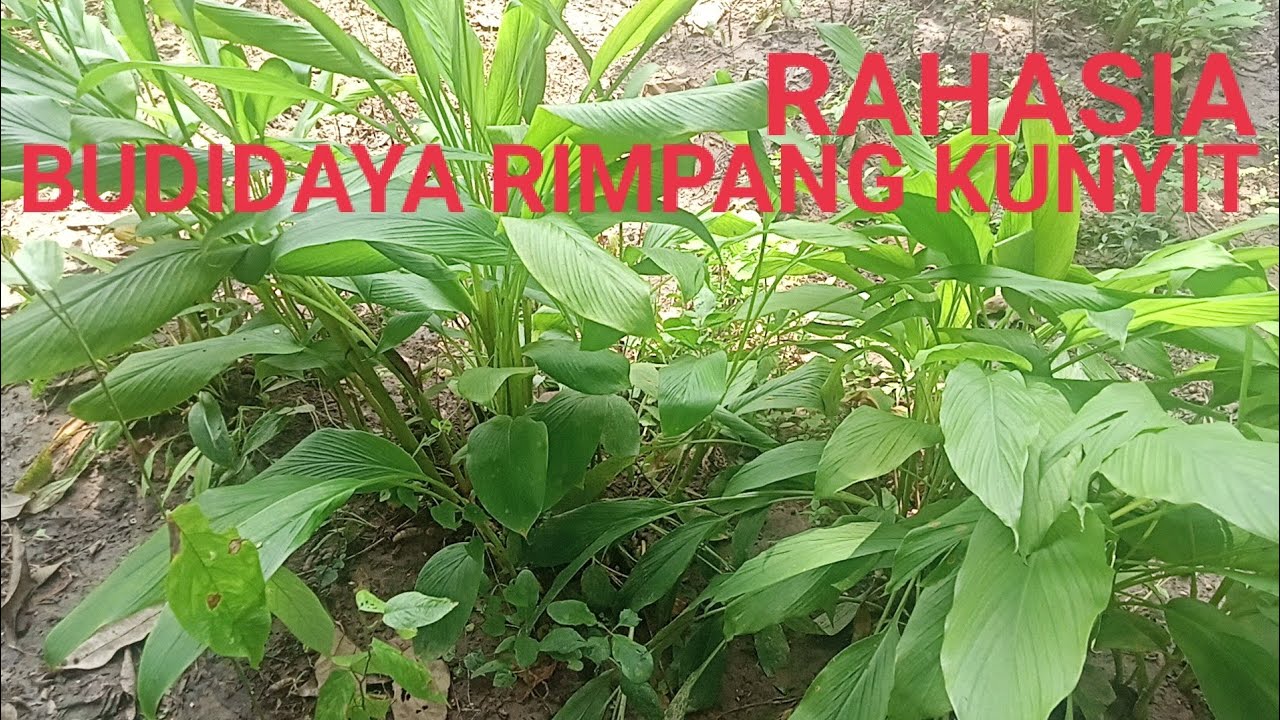 HAL PENTING SAAT BUDIDAYA RIMPANG KUNYIT AGAR MENGHASILKAN 