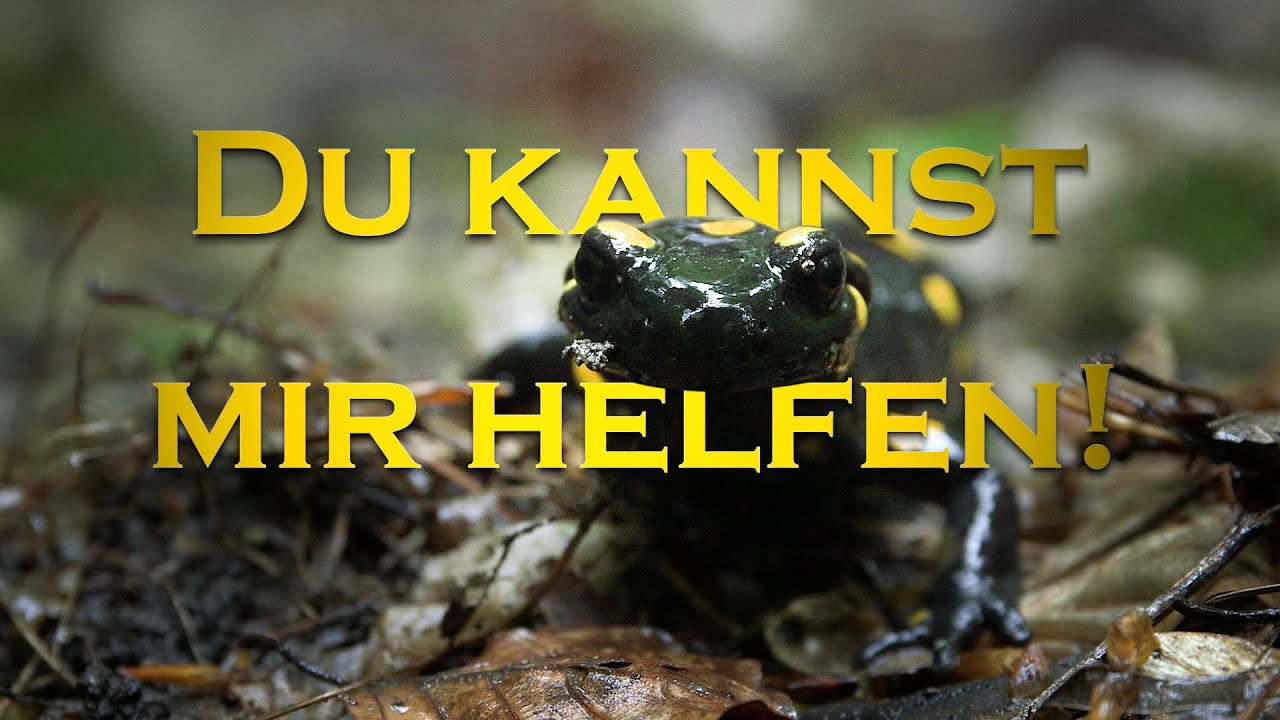 Feuersalamander in Gefahr! I Tiergarten Schönbrunn
