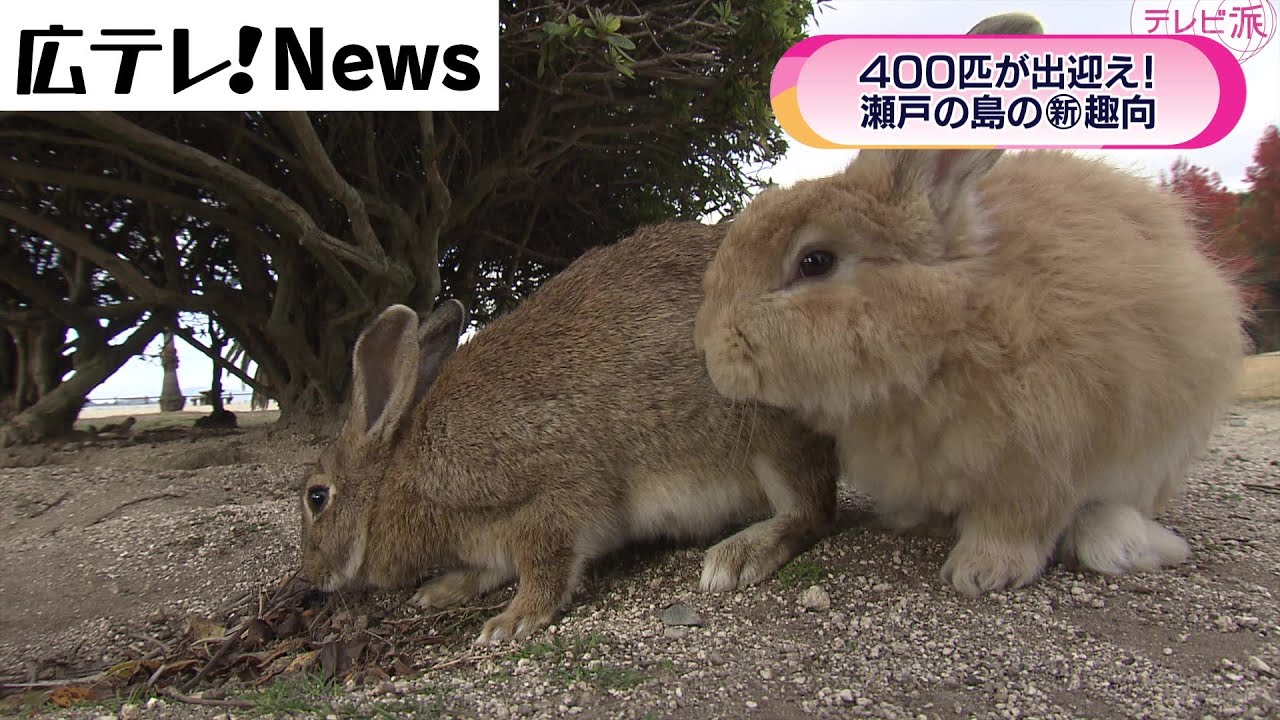 「うさぎ年」大久野島の癒やし旅