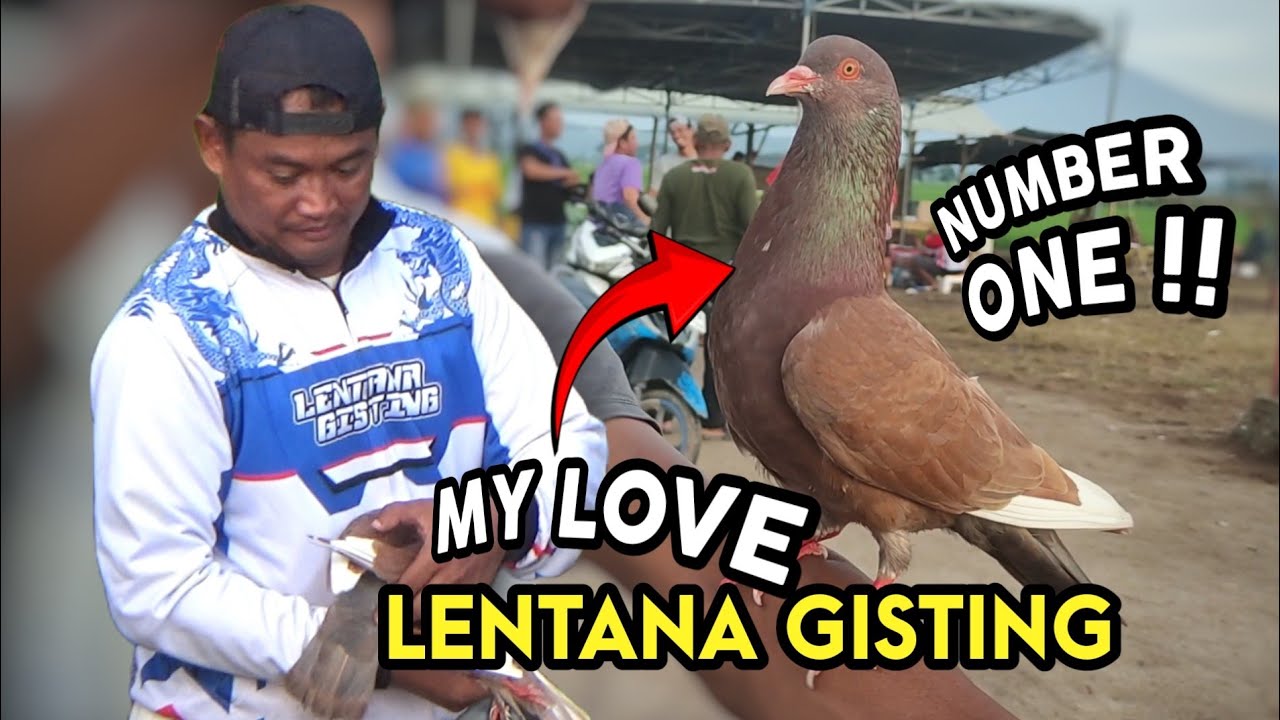 Final Ivent Besar Lampung 20 Juta Lapak Bintang Palapa Ambarawa