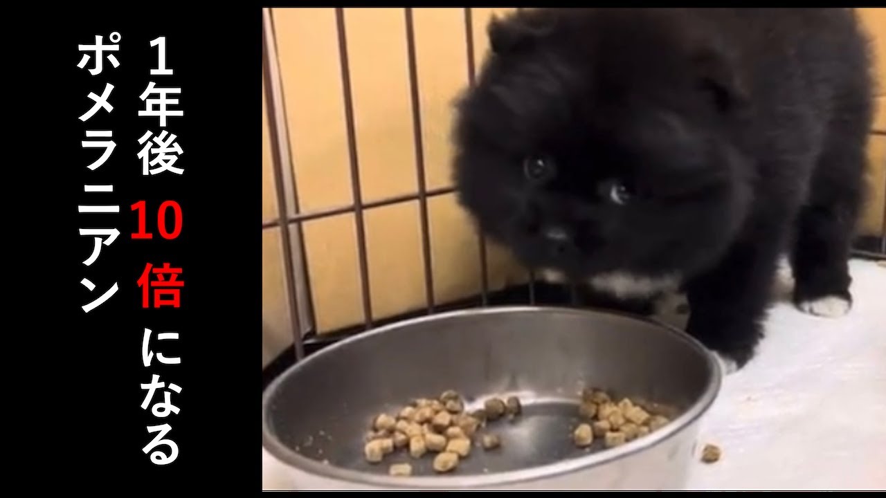 【１kg&rarr;10kg】 成長しすぎた黒ポメラニアン、赤ちゃん時代と今を比べてみた