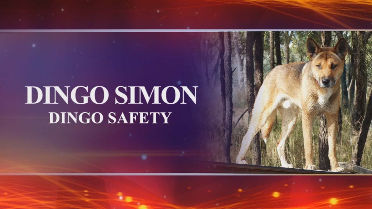 Fraser Island Dingo Safety Information