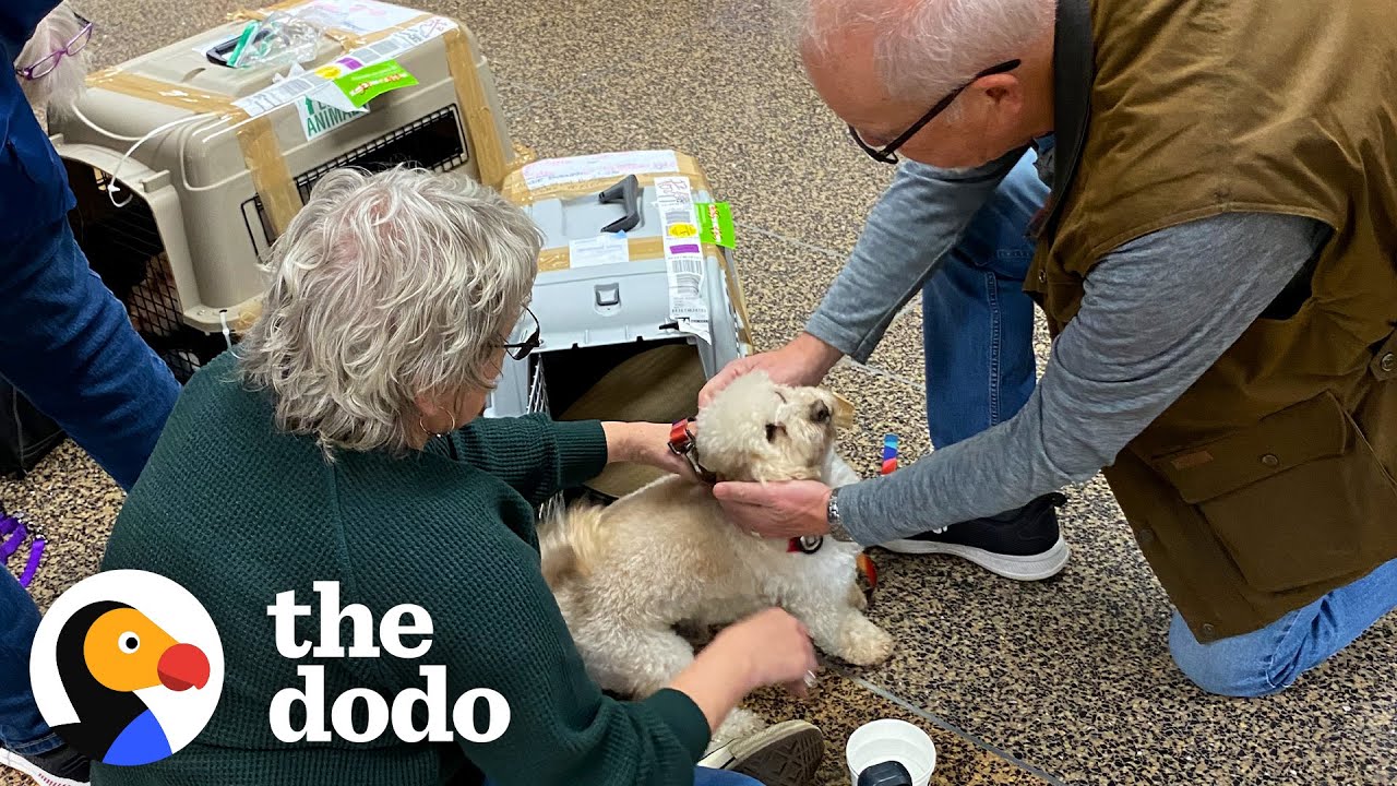 Matted Senior Dog Was Chained On The Roof For Two Years | The Dodo