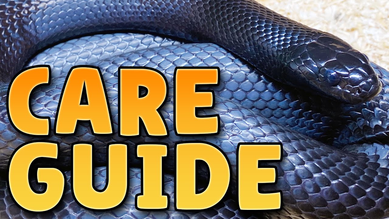 Mexican Black Kingsnake Care Guide!