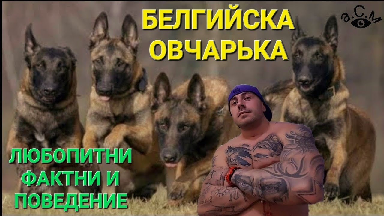 БЕЛГИЙСКА ОВЧАРКА МАЛИНОА - ЛЮБОПИТНИ ФАКТНИ И ПОВЕДЕНИЕ      а.С.м