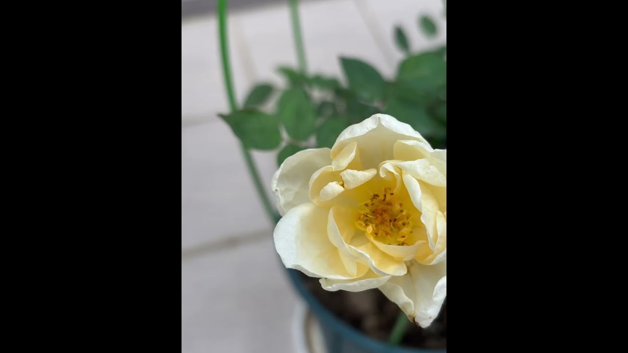 希靈頓夫人，像個乾淨優雅氣質與世無爭的少女。重踩月季坑的第二品，等好久才來的花苞，一度不持希望的，卻讓我收獲好多美美的鏡頭  去年6/30入手4吋盆、9/8晚間首花、10/30復花、今年元旦第三度來花