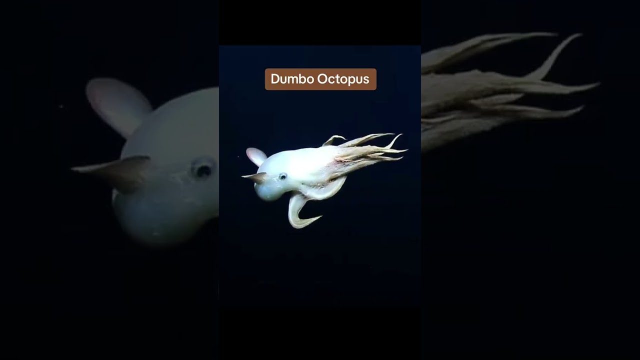 Weirdest Deep-Sea Creatures