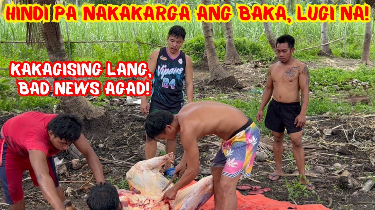 HINDI PA NAKAKARGA ANG BAKA, LUGI NA! | KAKAGISING LANG, BAD NEWS AGAD! | SOLLE'S GANDANG BUHAY