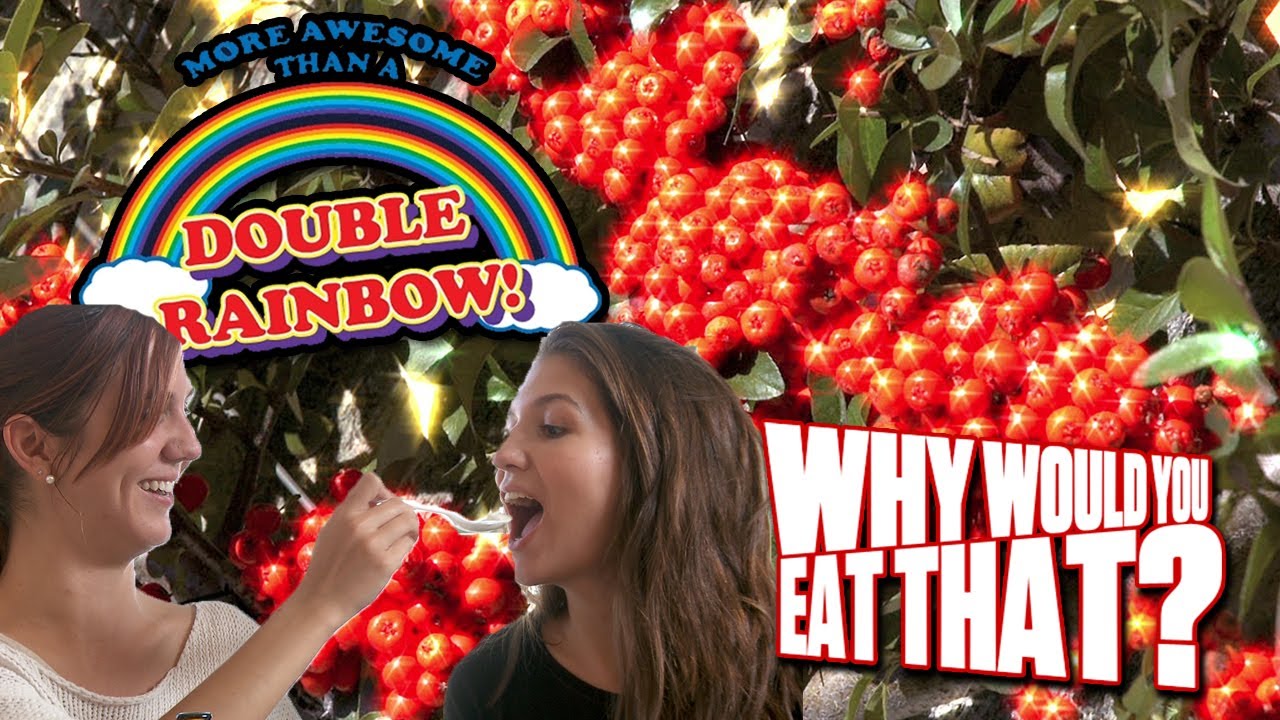 Miracle Berries aka LSD for Your Tongue - Why Would You Eat That?