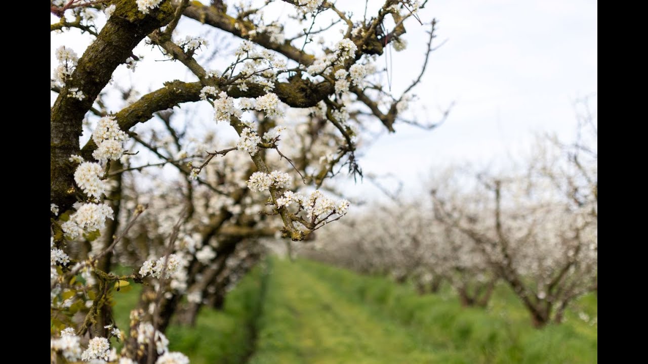 GROWN by | The Peterson Family: Regenerative Organic Plum Orchard in Bloom