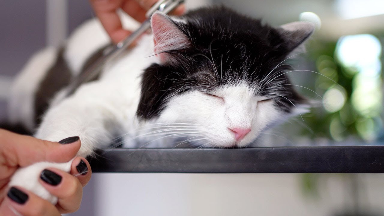 Эй, котенок! Это место не отель!!😻🛁✂️❤️