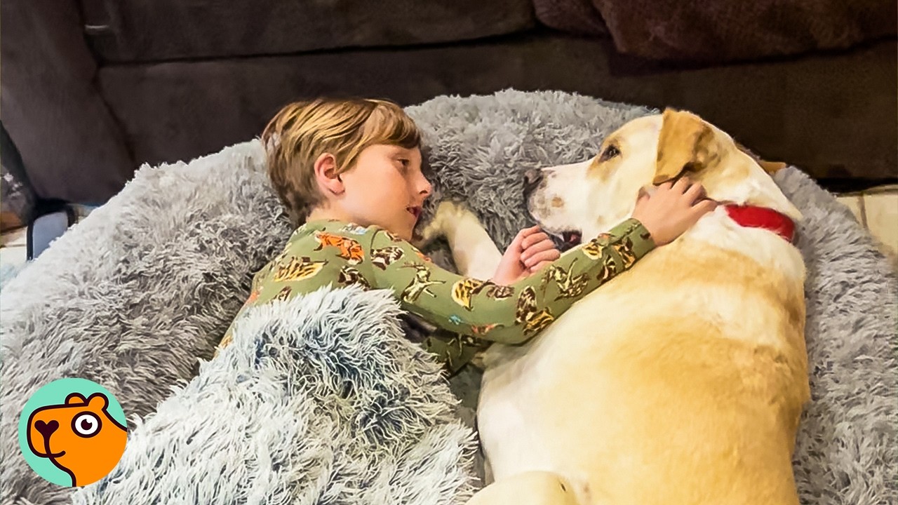 Dog Refuses To Leave Little Boy’s Side Every Day | 5 Best Stories