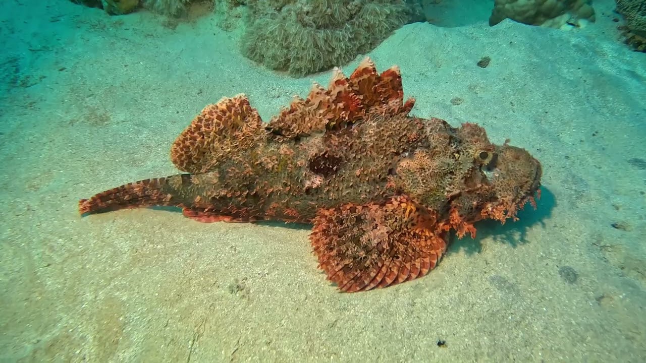 Sharm El Naga Okt/Nov 2024