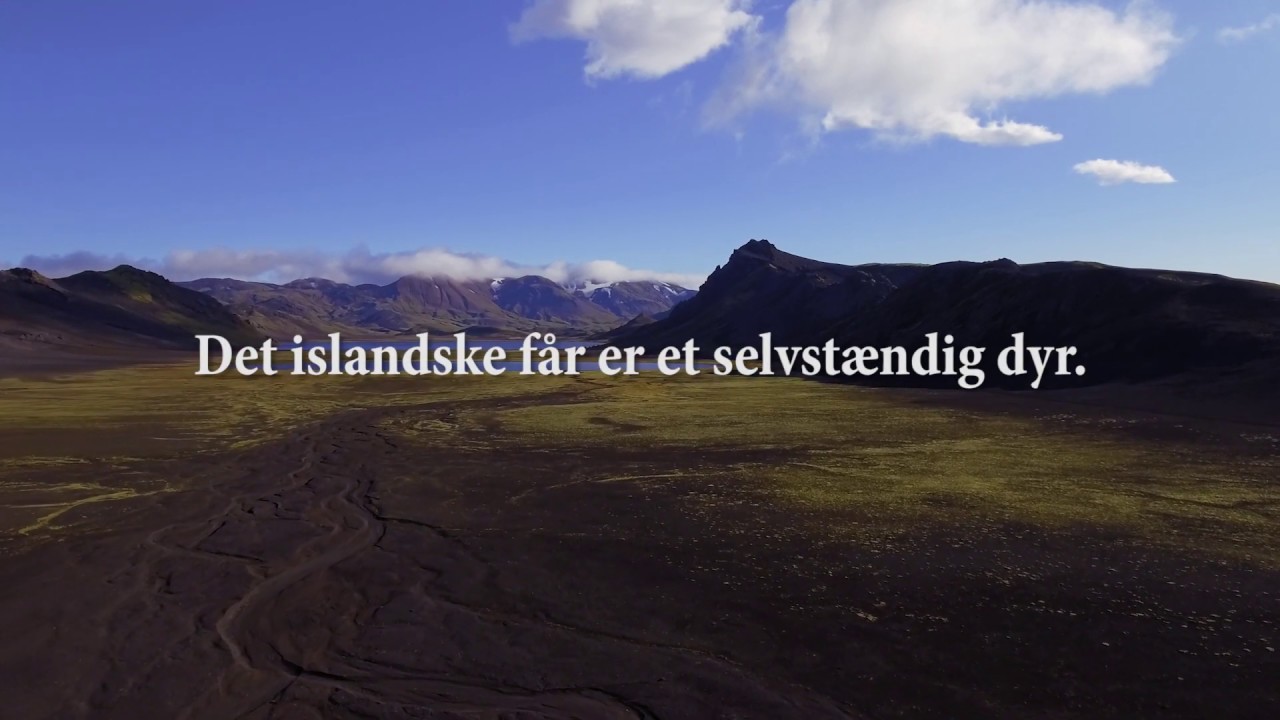 I 1.100 &aring;r har de gr&aelig;sset frit i det islandske h&oslash;jland