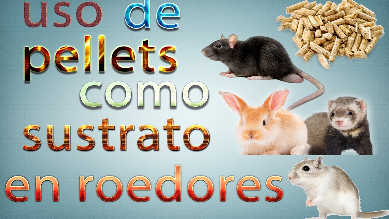 USO DE LOS PELLETS COMO SUSTRATO EN ROEDORES.