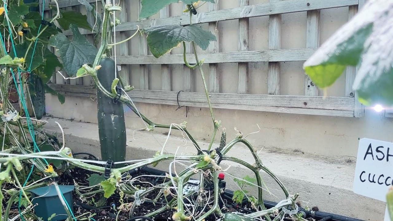 Progressive Vine Coiling.  How to keep Cucumbers Producing All Season