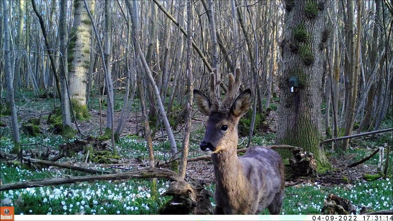 Male Roe Deer (Roe Buck) Close Up