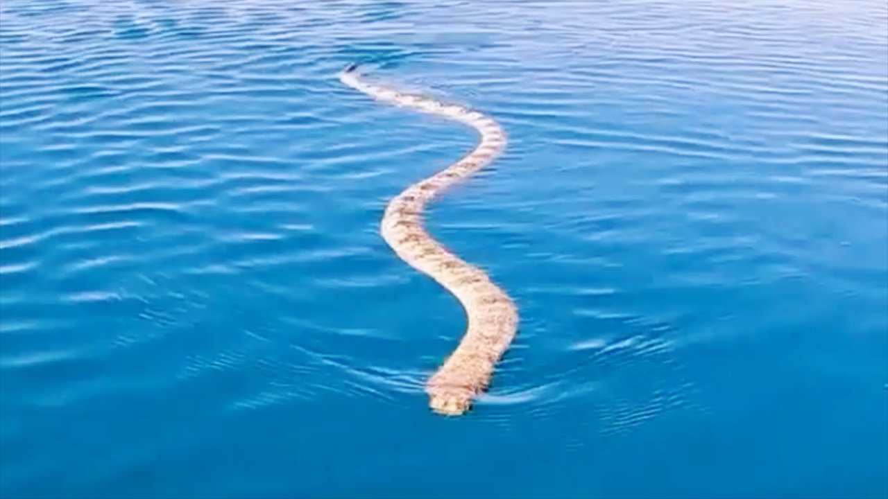 【衝撃映像】巨大なウミヘビと遭遇！！