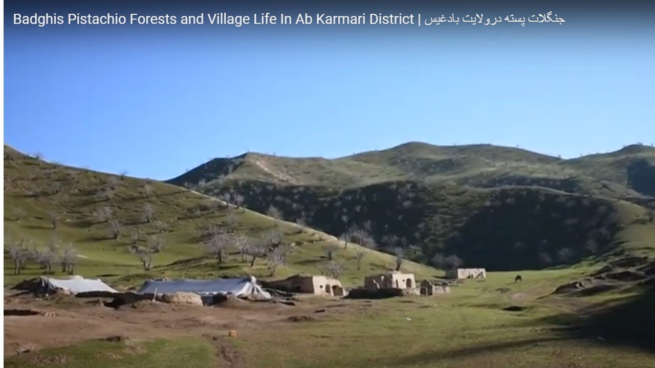 Badghis Pistachio Forests & stories from shepherds In Ab Kamari District|جنگلات پسته درولایت  بادغیس