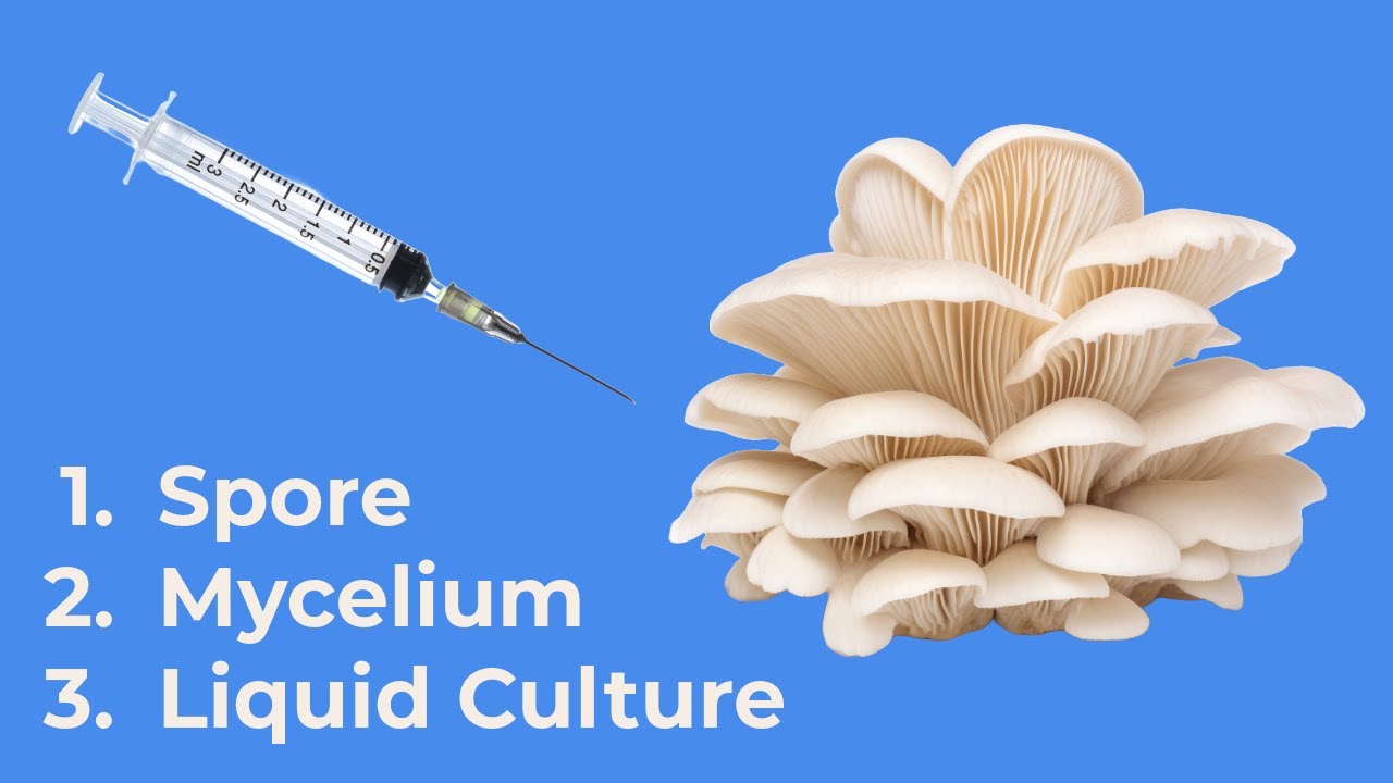🍄 Mushroom Syringes Explained: Spores vs. Mycelium vs. Liquid Culture (Pros, Cons & Best Uses)