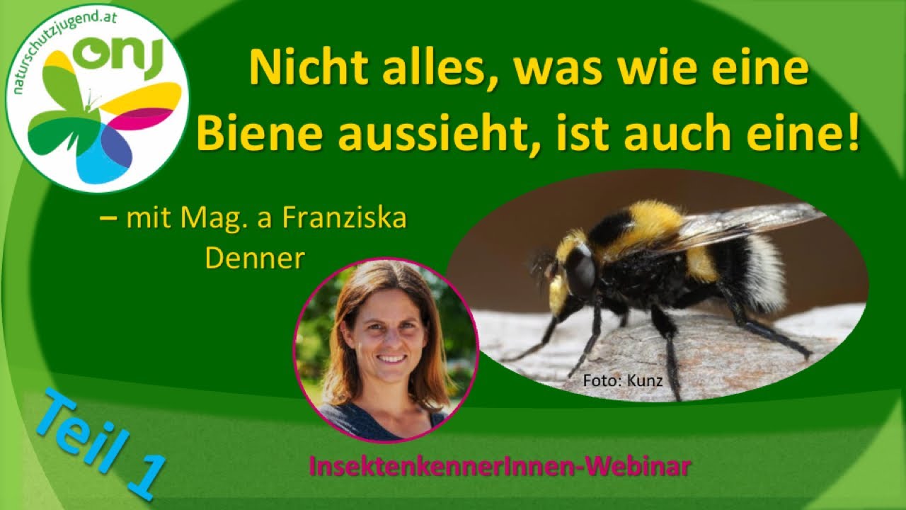 InsektenkennerInnen-Webinar ll. - Nicht alles, was wie eine Biene aussieht, ist auch eine! (Teil 1)