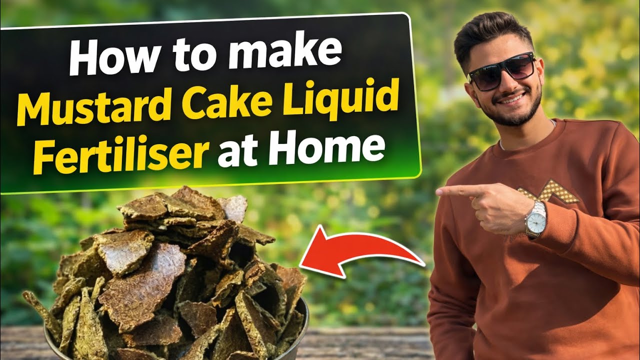 How to Make Mustard Cake Liquid Fertiliser at Home | 100% Organic Bloom Booster 🌸