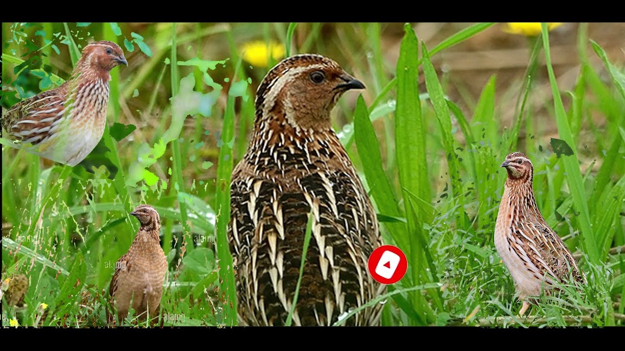 Batair Sound  Common Quail Sound   صدای بودنه
