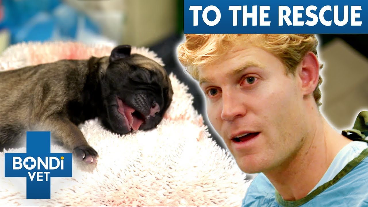 Emergency Caesarean Saves Puppies Lives 🙏 Bondi Vet To The Rescue Ep 5 | Bondi Vet