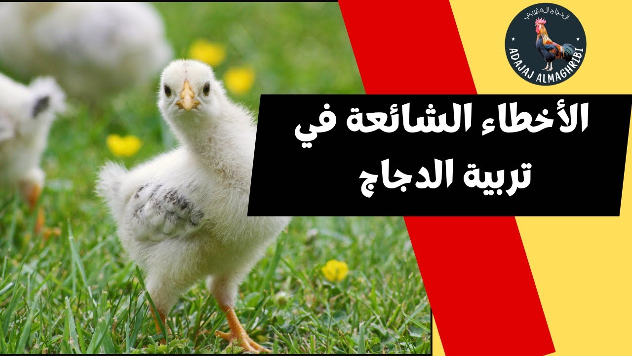 الأخطاء الشائعة التي يقع فيها مربو الدجاج وكيفية تجنبها | نصائح مهمة للنجاح في تربية الدواجن