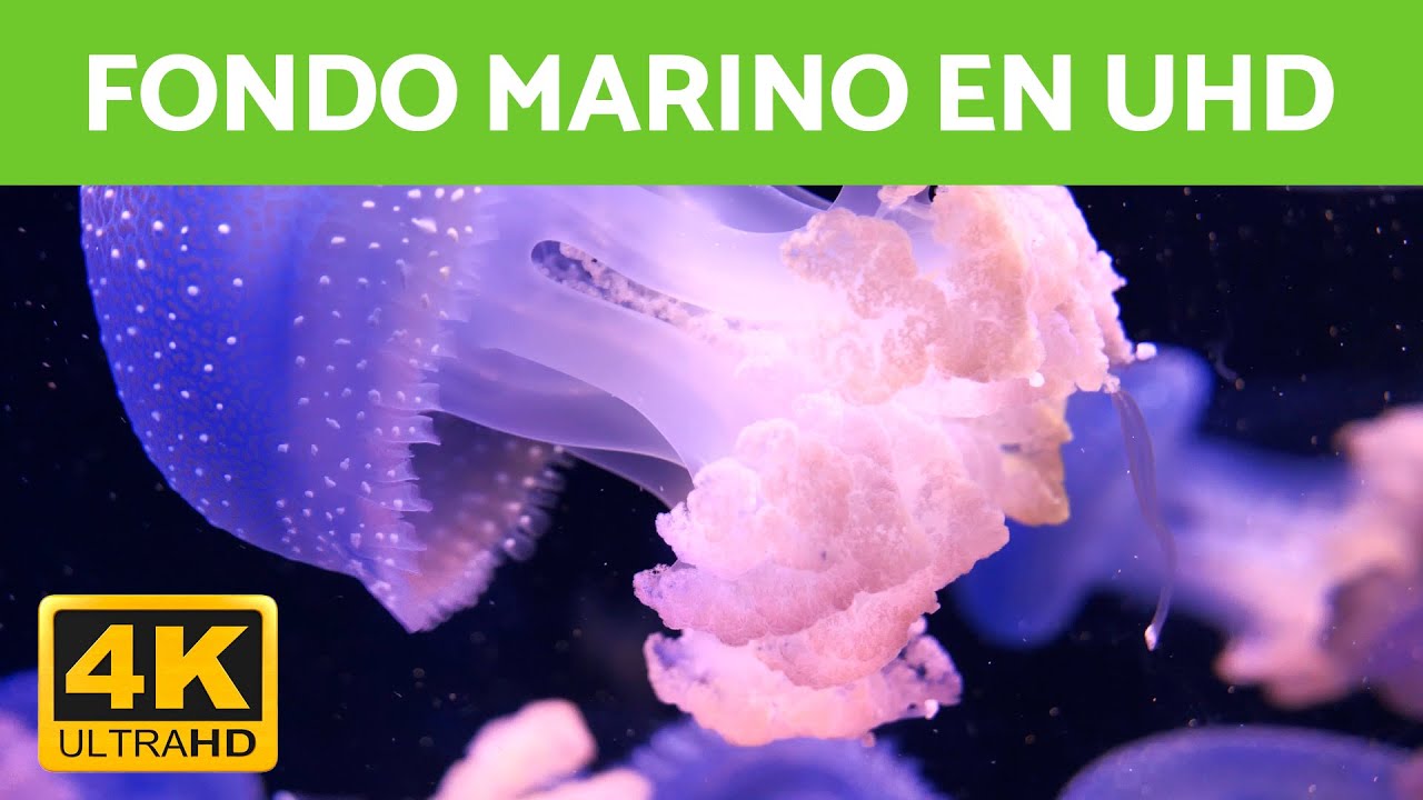 FONDO MARINO y PECES en 4K con MÚSICA RELAJANTE 🐠💦