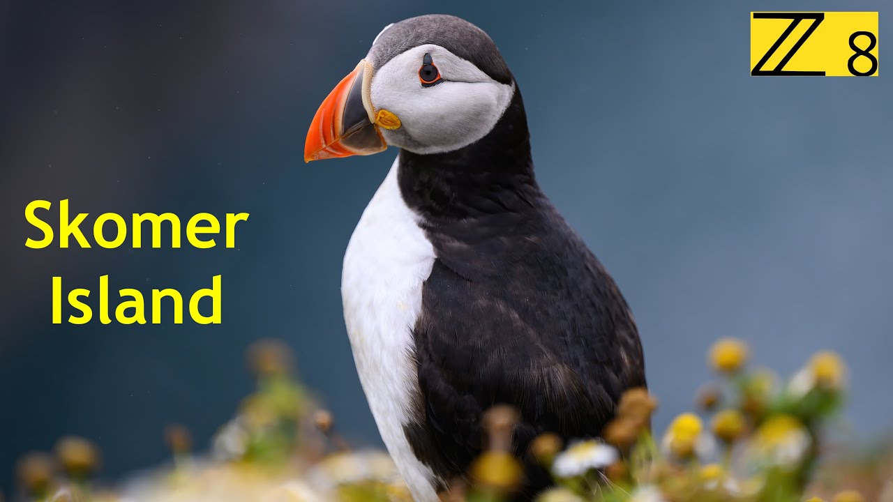 Skomer Island - 8K 60FPS