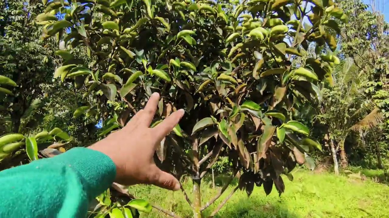 SECOND PRUNING APPLICATION RESULTS TO MANGOSTEEN TREE