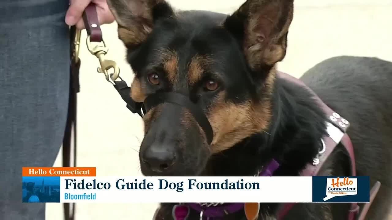 Hello Connecticut: Fidelco Guide Dog Foundation