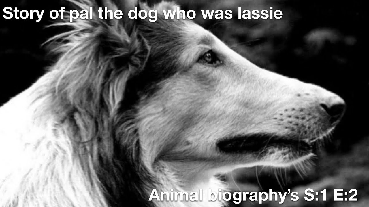 Story of Pal the dog who was lassie Animal biography S:1 E:2