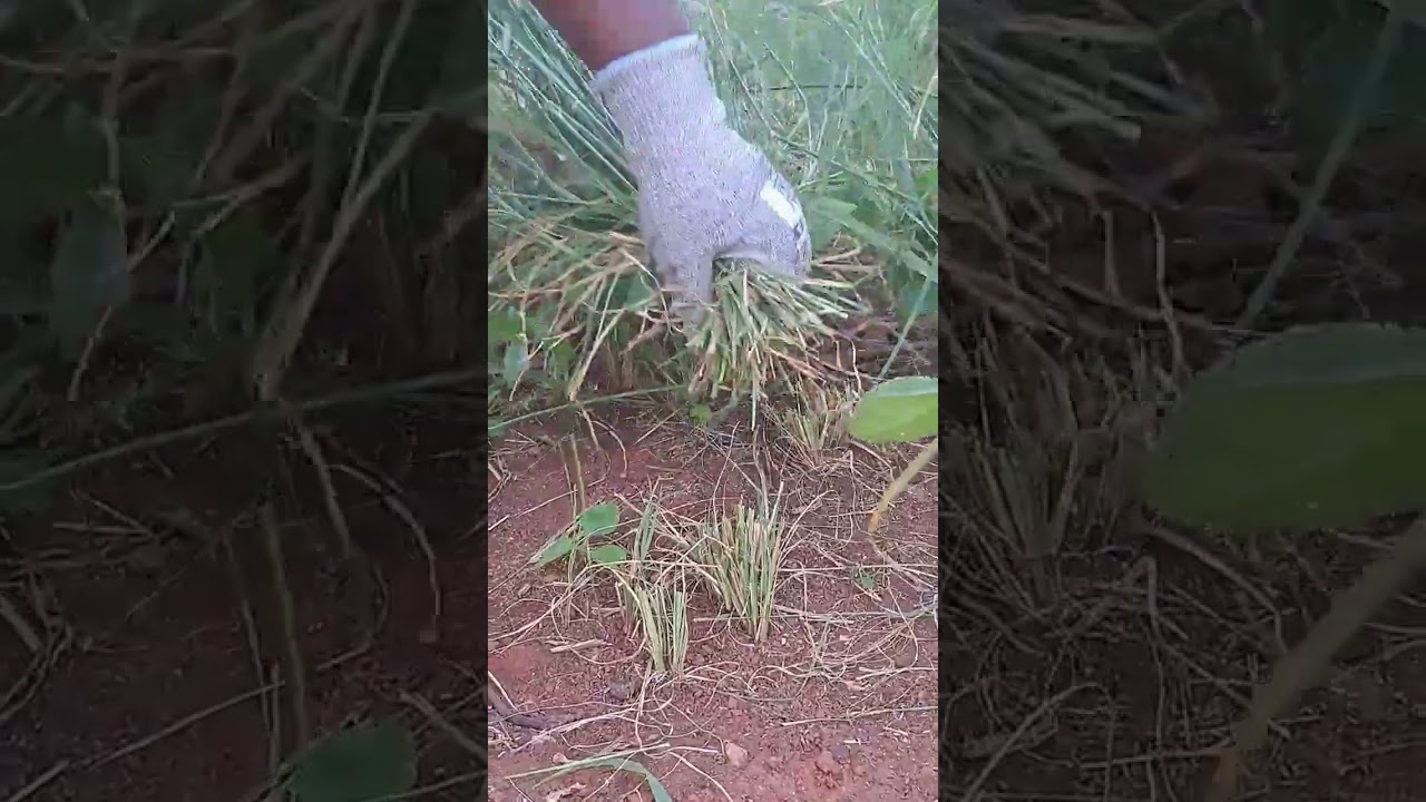 how to haverst Rhodes grass #youtubeshorts #rhodes #shorts #subscribe