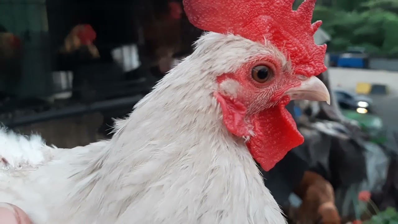 Update sa Mga palahikong Bantam Chicken my Bagong Siga sakanila