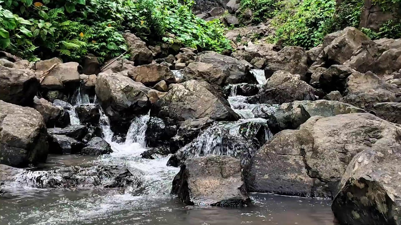 LIVE 11H Healing Water Stream & Forest Sounds 🌿 Deep Sleep, Relaxation & Meditation